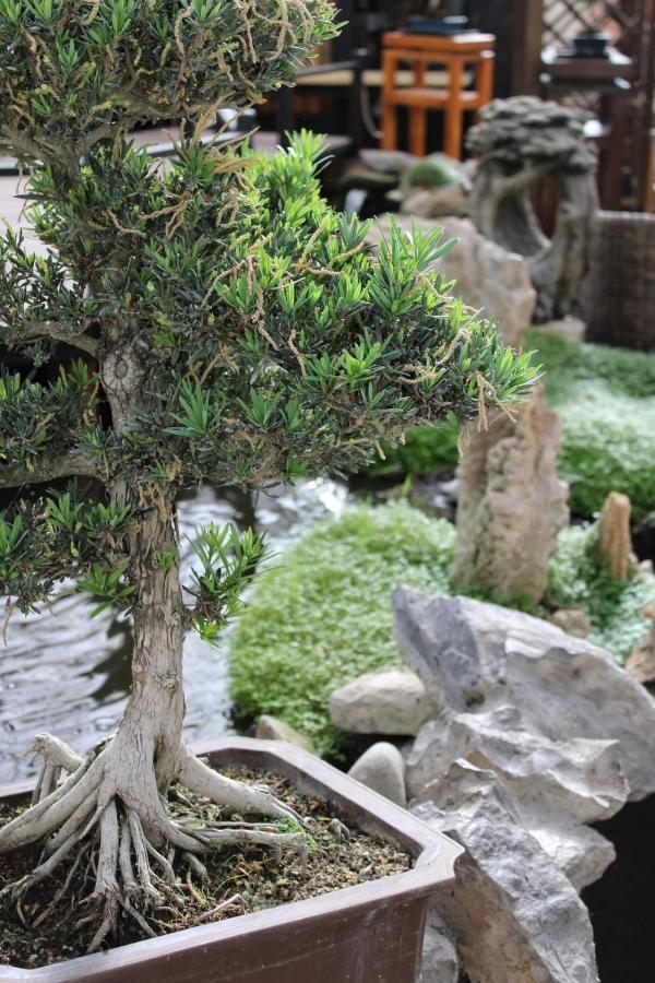 Zen Museu Do Bonsai Appartamento Sintra Esterno foto